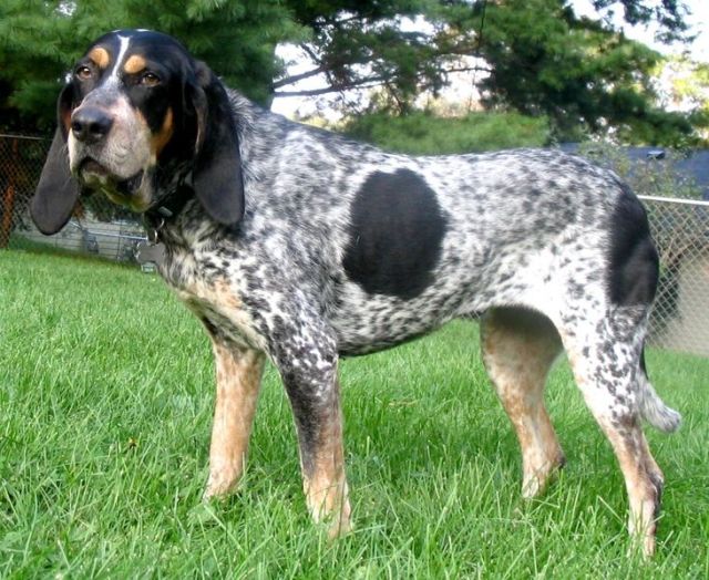 bluetick_coonhound_40_0