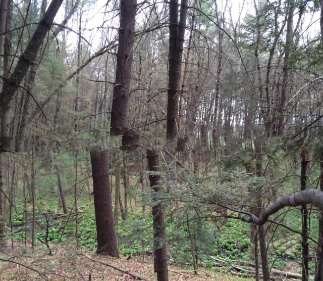 Aberration in the woods