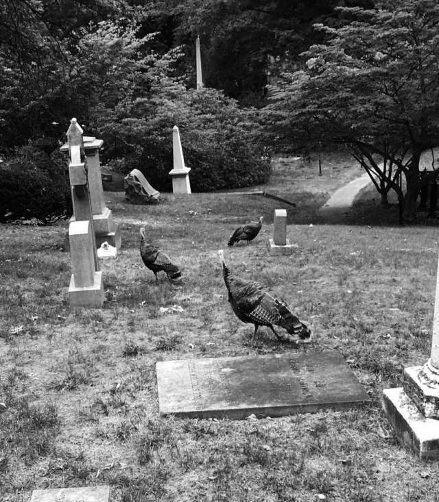 mount-auburn-cemetary-sep-18-2016